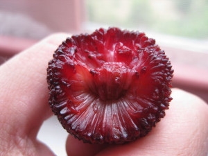 close-up YangMei berry
