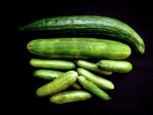 Kirby komkommers, cucumbers variety
